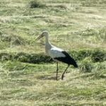 Photo de Profil de Magali